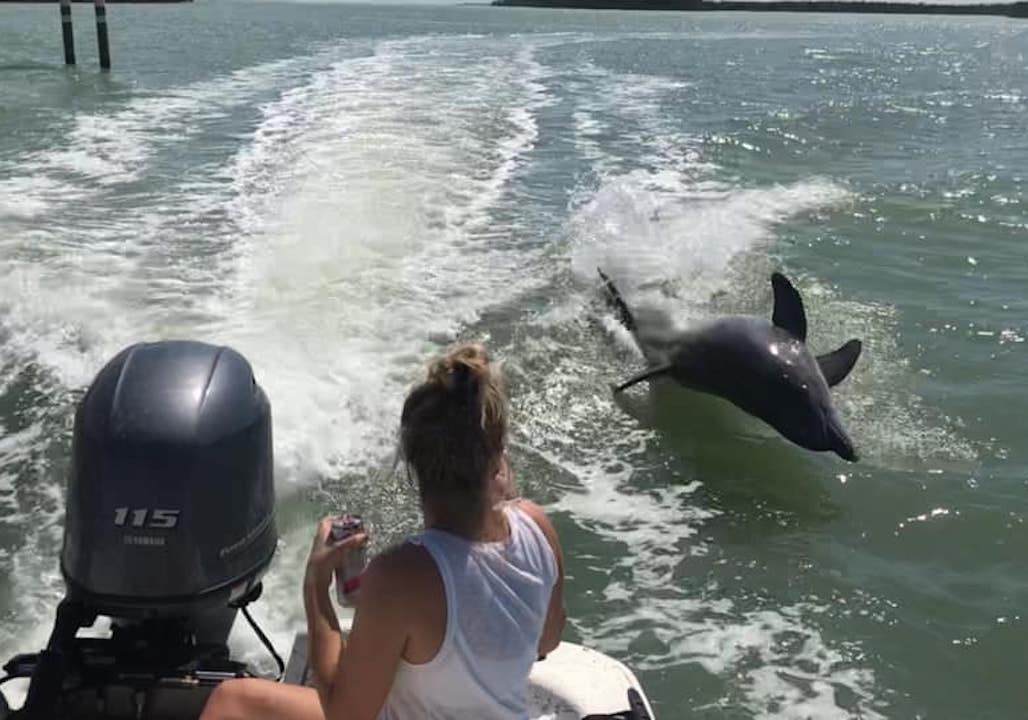 A dolphin surfacing right behind a guest